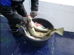 Cod Fishing34